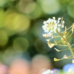 1月7日は「七草粥」