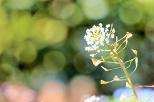 1月7日は「七草粥」